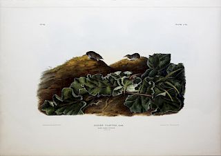Audubon Imperial Folio Quadruped