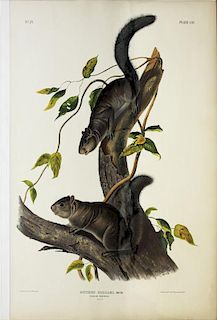 Audubon Imperial Folio Quadruped