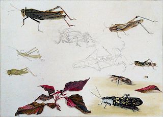 Company School Insect Study
