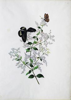 Cantonese Artist, Botanical Study