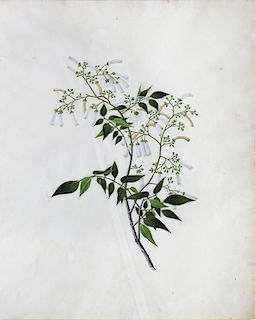 Cantonese Artist, Botanical Study