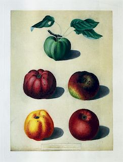 Brookshaw, Apples
