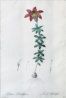 Redoute Lily Engraving
