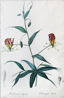 Redoute Lily Engraving