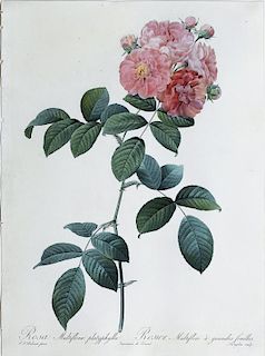 Redoute Rose Engraving