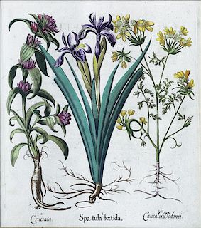 Besler Botanical Engraving