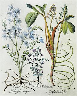 Besler Botanical Engraving