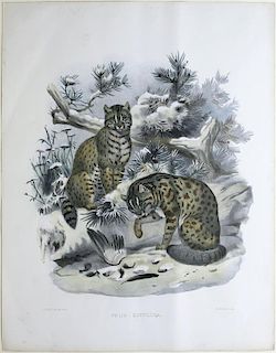 Joseph Wolf Lithograph of Cats