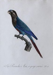 Barraband Engraving of Parrots