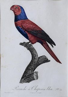 Barraband Engraving of Parrots