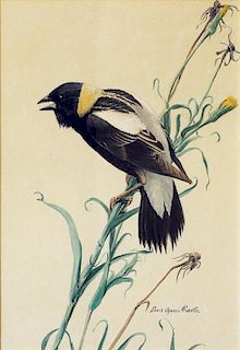 Louis Fuertes Watercolor Bird Study