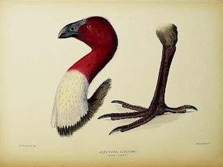 Birds of Norfolk, Matthews, Rare Book