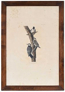 John James Audubon - Red-cockaded Woodpecker