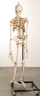 Human skeleton academic model