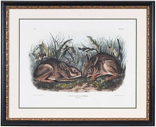 John James Audubon - Marsh Hare
