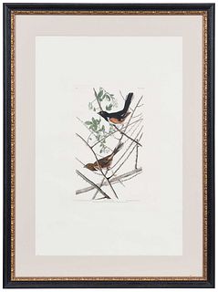 John James Audubon - Towhe Bunting
