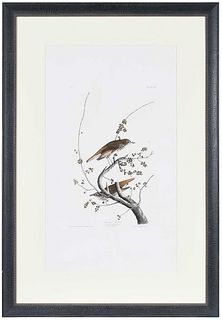 John James Audubon - Hermit Thrush