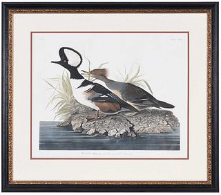 John James Audubon - Hooded Merganser