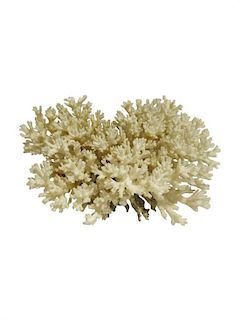 * A White Coral Specimen Height 5 1/4 x width 9 x depth 8 1/4 inches.