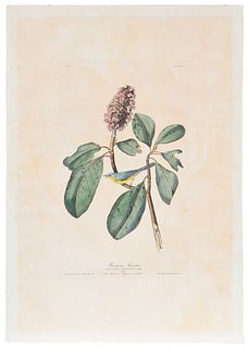 John James Audubon - Bonaparte Flycatcher