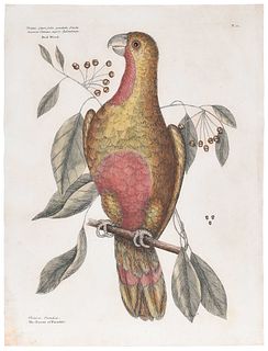 Mark Catesby - The Parrot of Paradise