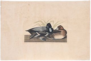 After John James Audubon - Scaup Duck