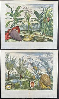 Neiuhoff - Pair of Tree & Fruit Engravings: Banana, Fig, Pineapple, Date