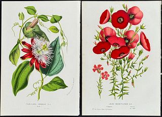 Van Houtte - 7 Botanical Prints