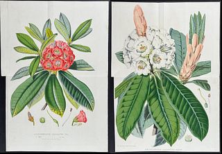 Van Houtte - 5 Rhododendron Prints (Large Fold Out Images)