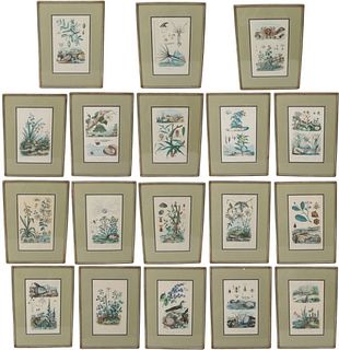Set of Eighteen Antique Botanical and Bird Prints