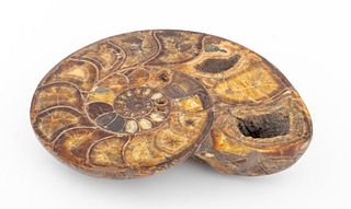 Large Ammonite Fossil Specimen