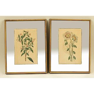 Two J. Ridgeway Botanical Prints