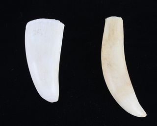 19th Century Sperm Whale Teeth Collectable Set