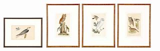 Collection of 4 Prints from "American Ornithology"