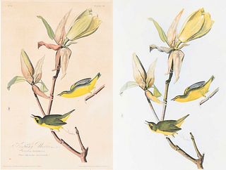 Two John James Audubon Prints, Kentucky Warbler 