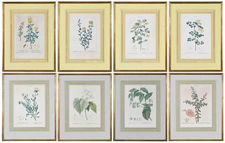 8 Botanical Prints After Pancrace Bessa, Pierre Joseph Redoute