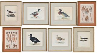 A Collection of Eight Naturalist Prints