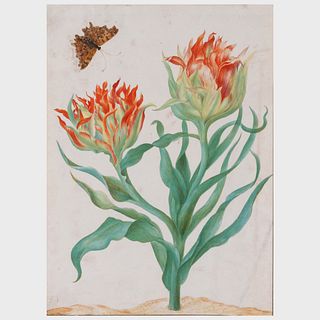 Maria Sybilla Merian (1647-1717): Flower with Butterfly