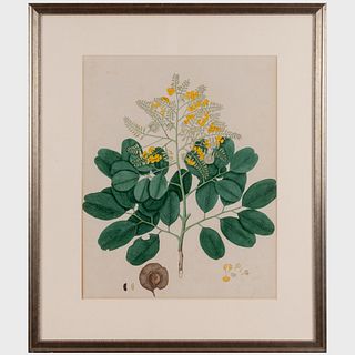 Indian Company School: Botanicals: Two Drawings