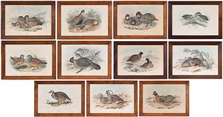 Eleven Gould and Richter Prints, Pheasants
