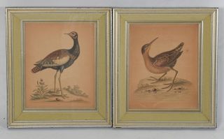 Two 18th century Bird Prints by George Edwards