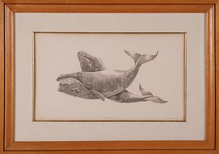 Mayhew Artist Proof Etching "Right Whale", circa 1975