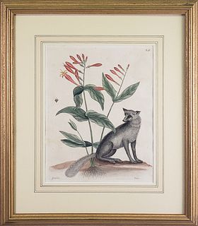 Antique Hand Colored Black Fox Botanical Engraving