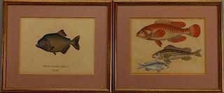 (2) Hand Colored Fish Engravings