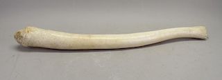 Large Walrus Oosik Bone