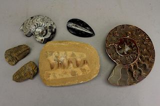 (6) Assorted Fossils & Rocks