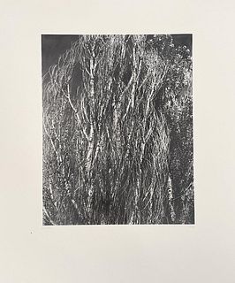 Alfred Stieglitz - Poplars