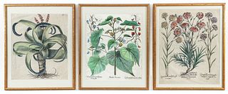 3 Basil Besler hand colored engravings Hortus Eystettensis