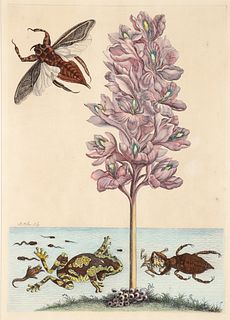 Maria Sibylla Merian Handcolored Insect Engraving