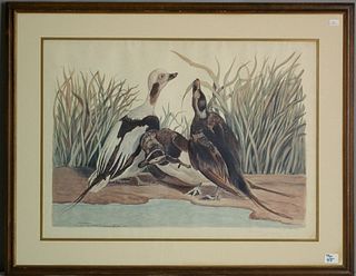 Carol Tyson - Framed ornithological print and 3 ot